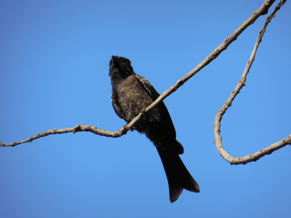 Fork-tailed Drongo