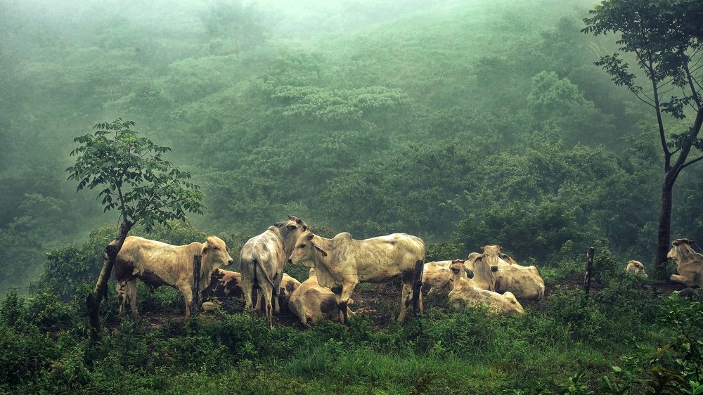 Photo #4598664