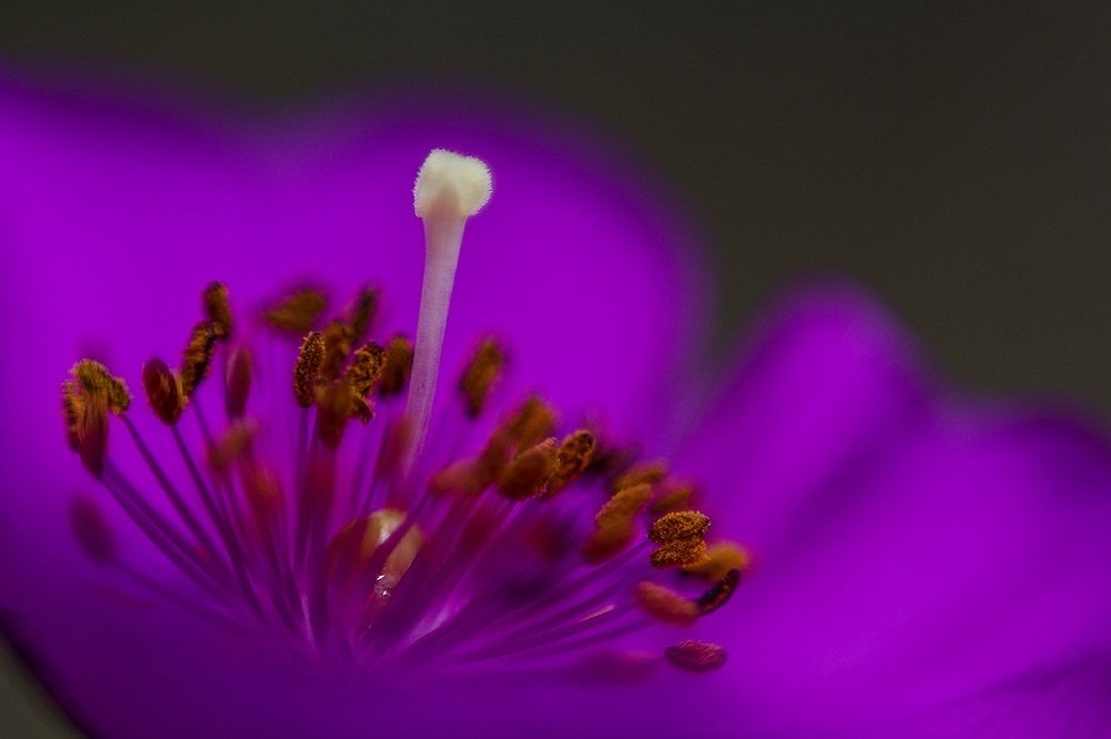 Photograph by Flavia Michell