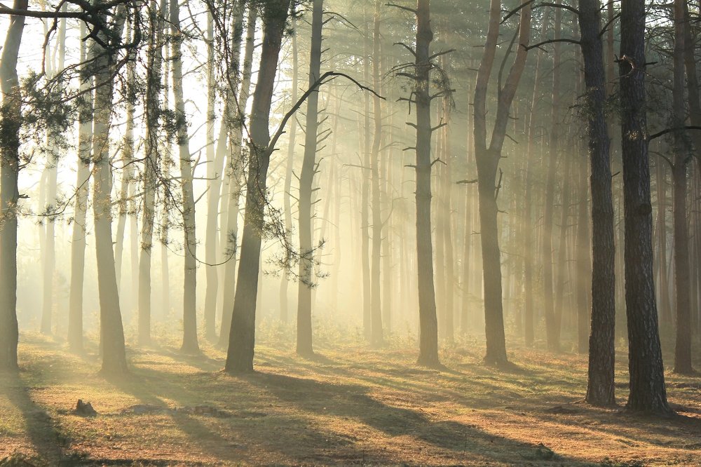 Дыхание  весны