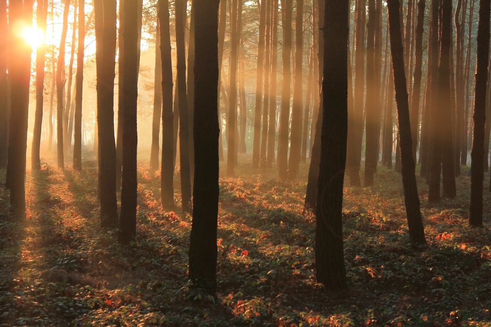 Осенняя симфония