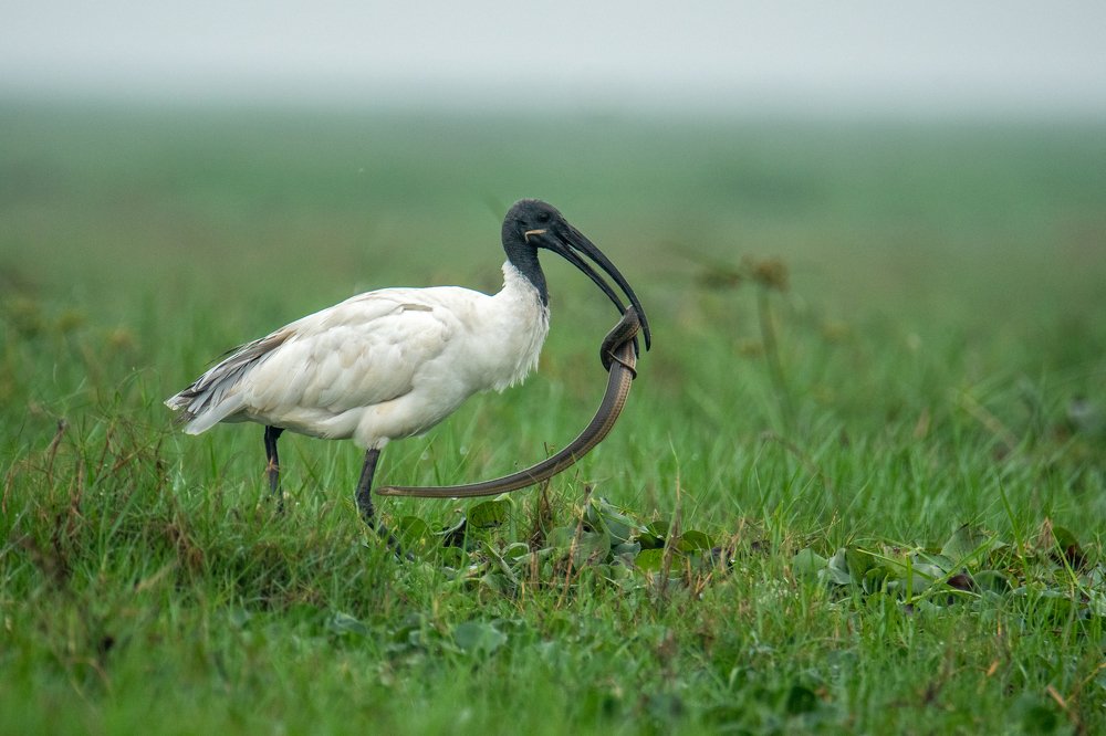 Photograph by Nabarun Majumdar