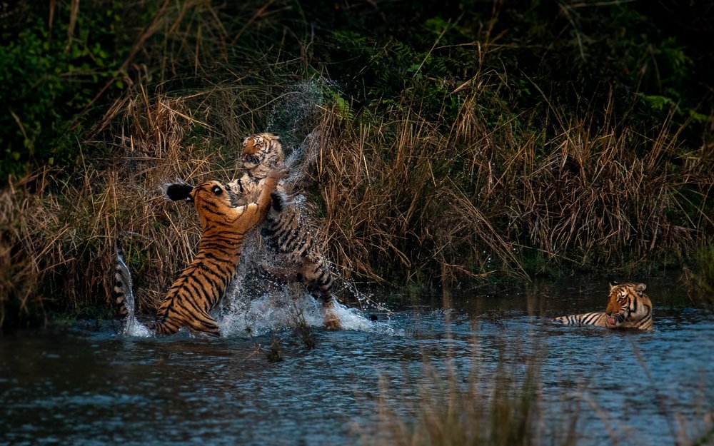 The Playfight of Juveniles