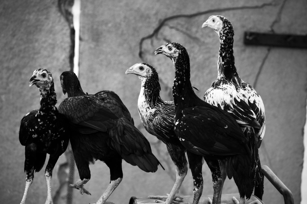 Photograph by jayanth