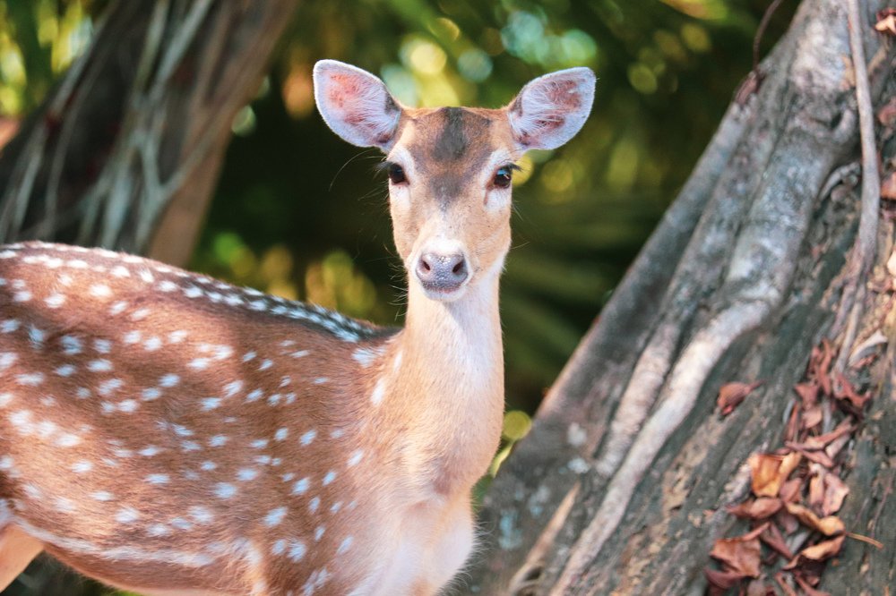 Photograph by Shouvik Poddar