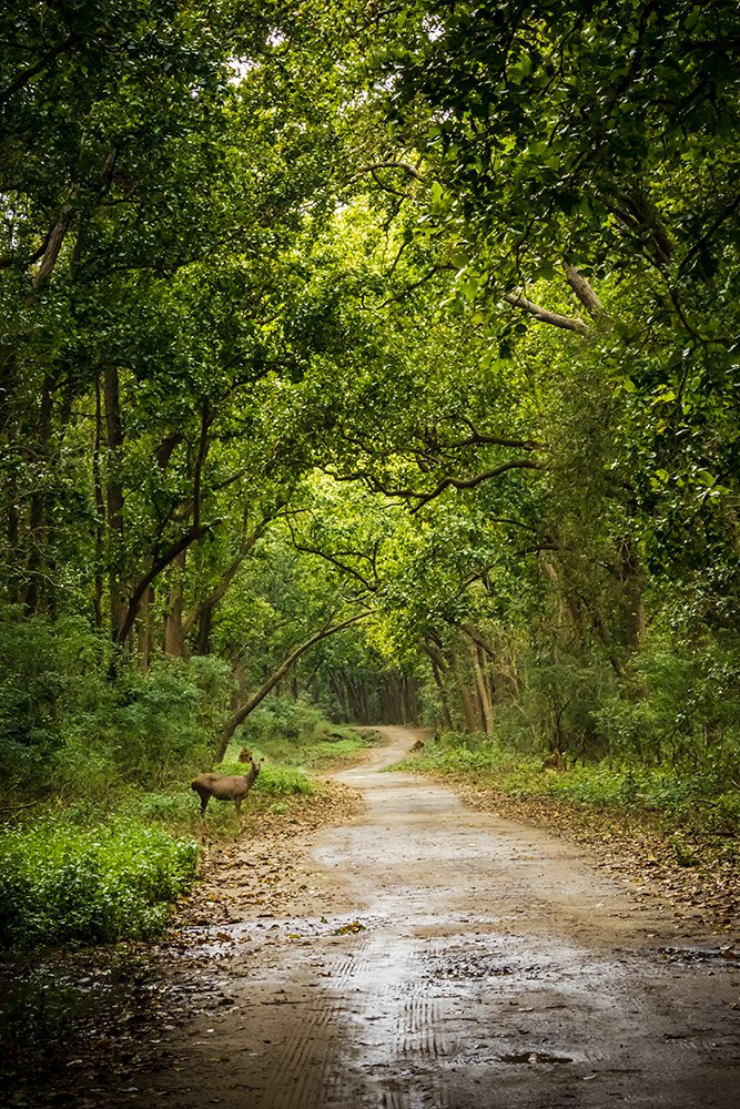 Welcome to the jungle