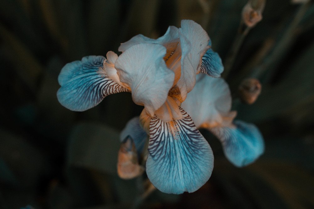 Photograph by Alexandra Yankovskaya