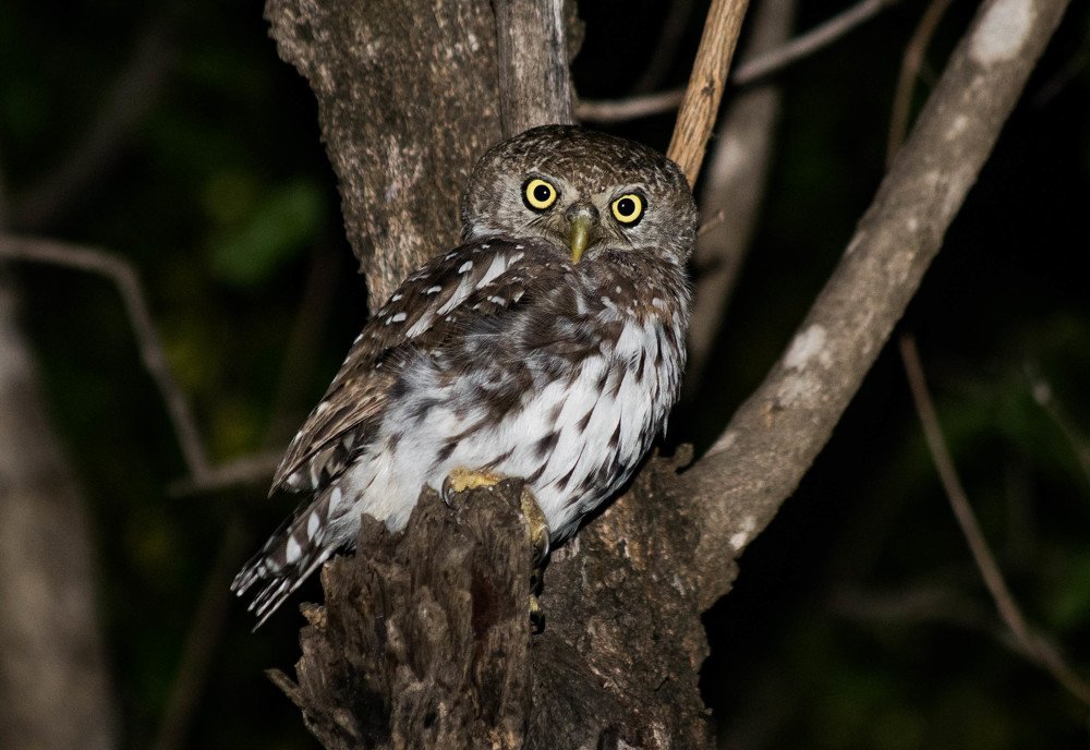 Photograph by mduduzi simon