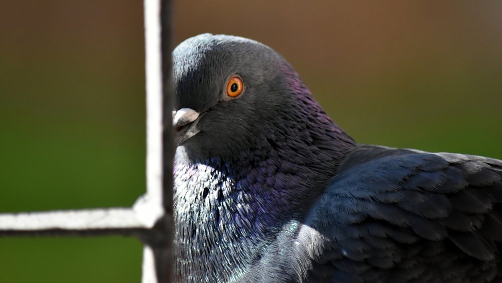 Self-isolation behind bars / Самоизоляция за решеткой