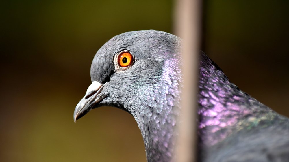 Self-isolation behind bars / Самоизоляция за решеткой