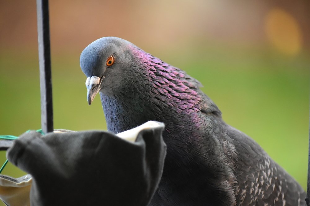 Self-isolation behind bars / Самоизоляция за решеткой