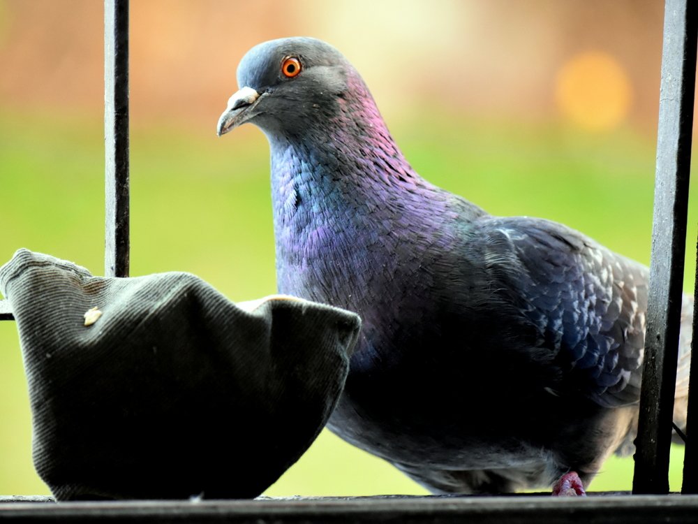 Self-isolation behind bars / Самоизоляция за решеткой