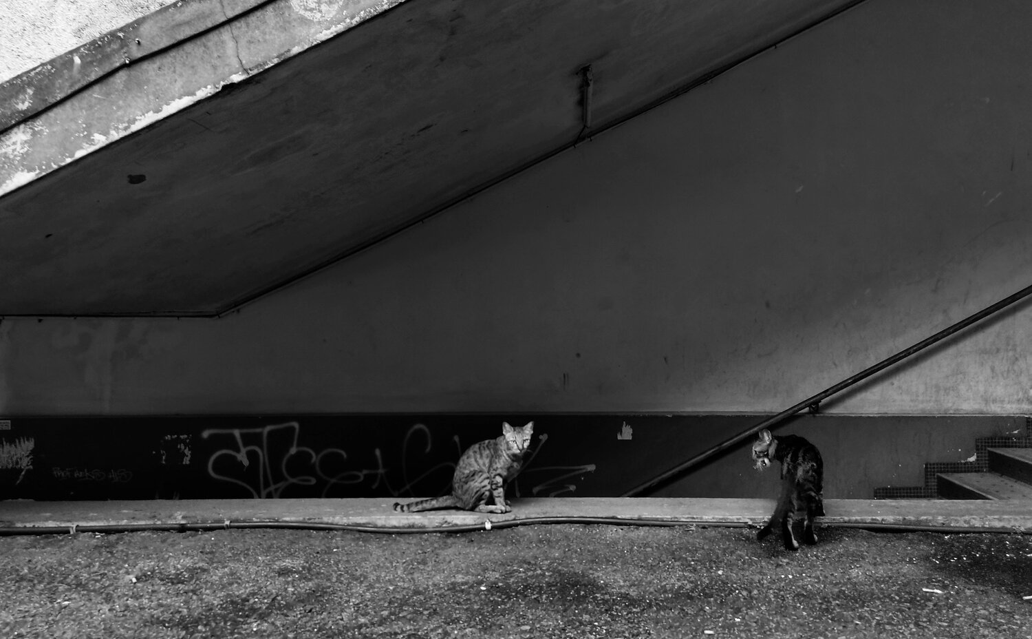 Photo #4599465