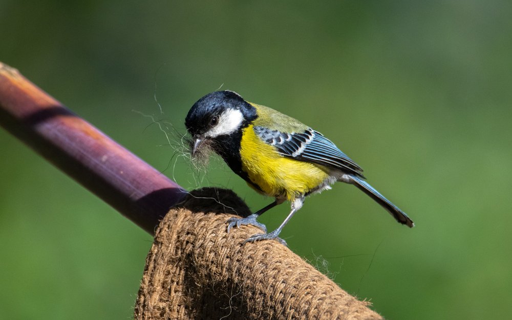 Photograph by Nabarun Majumdar