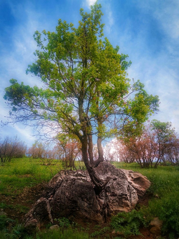Photograph by Esmaeil kheiry Sakozhiar