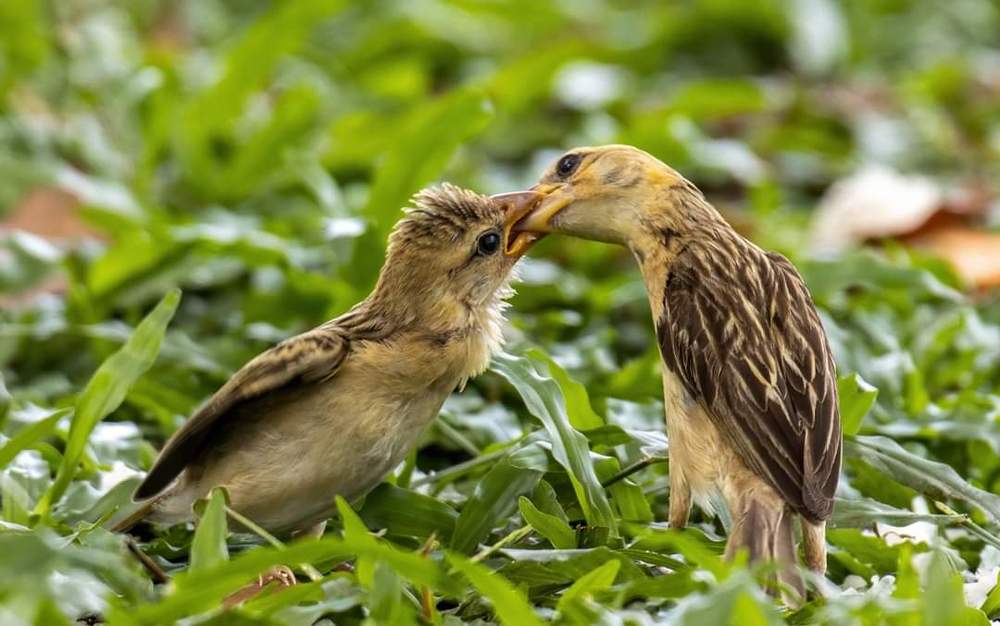 baya weaver (Ploceus philippinus)