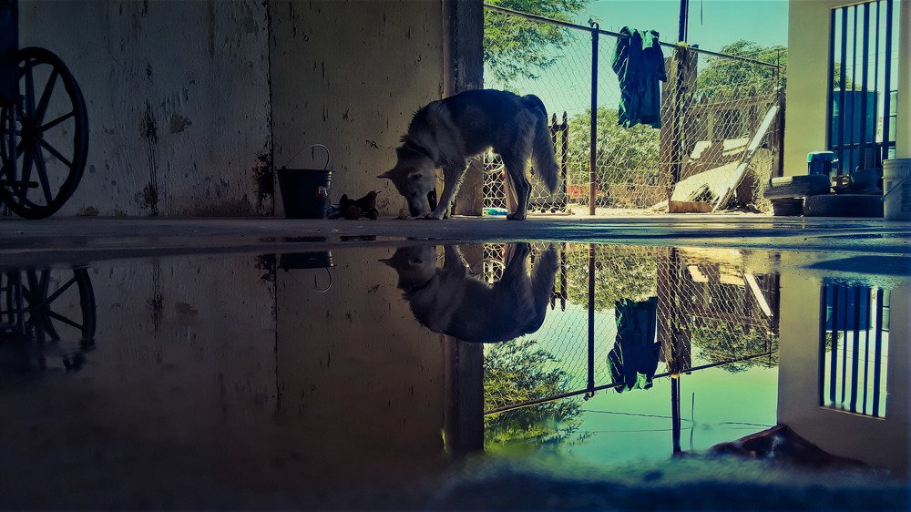 Фотография автора Daniel Reyna