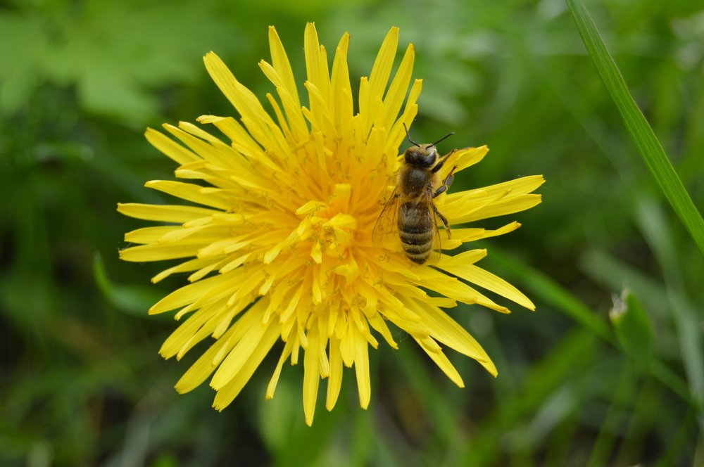 Пчёлка и одуванчик