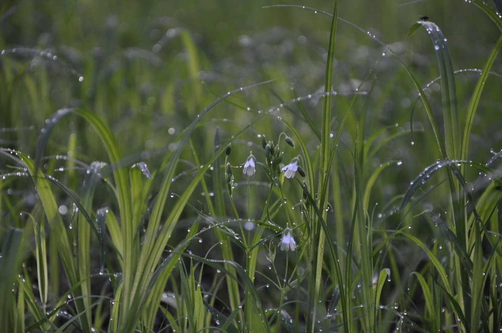 Вышивание росой.