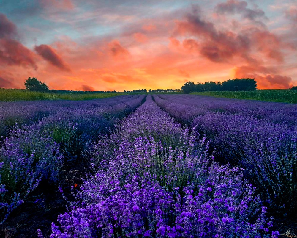 Photograph by Jelqzko Mihailov