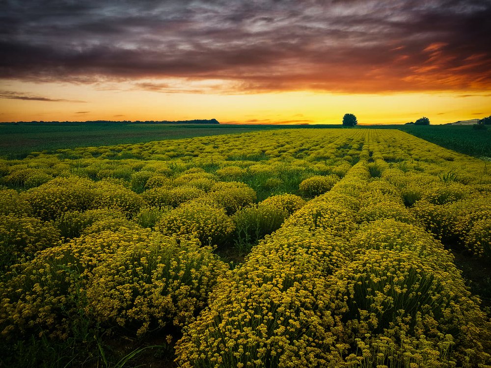 Photograph by Jelqzko Mihailov