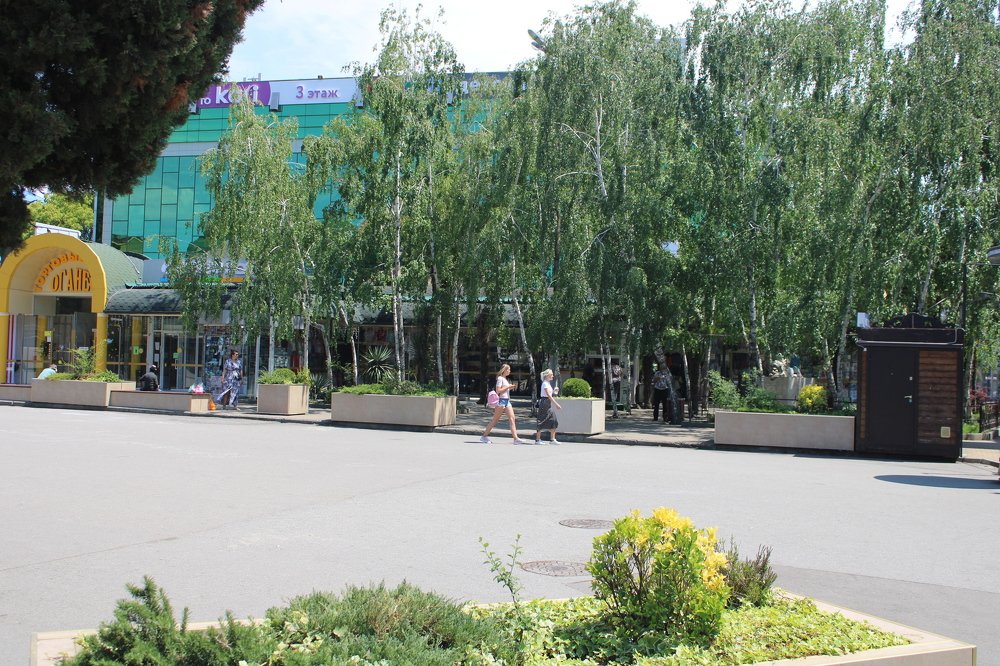 Birches in the subtropics. (Берёзки в субтропиках.)