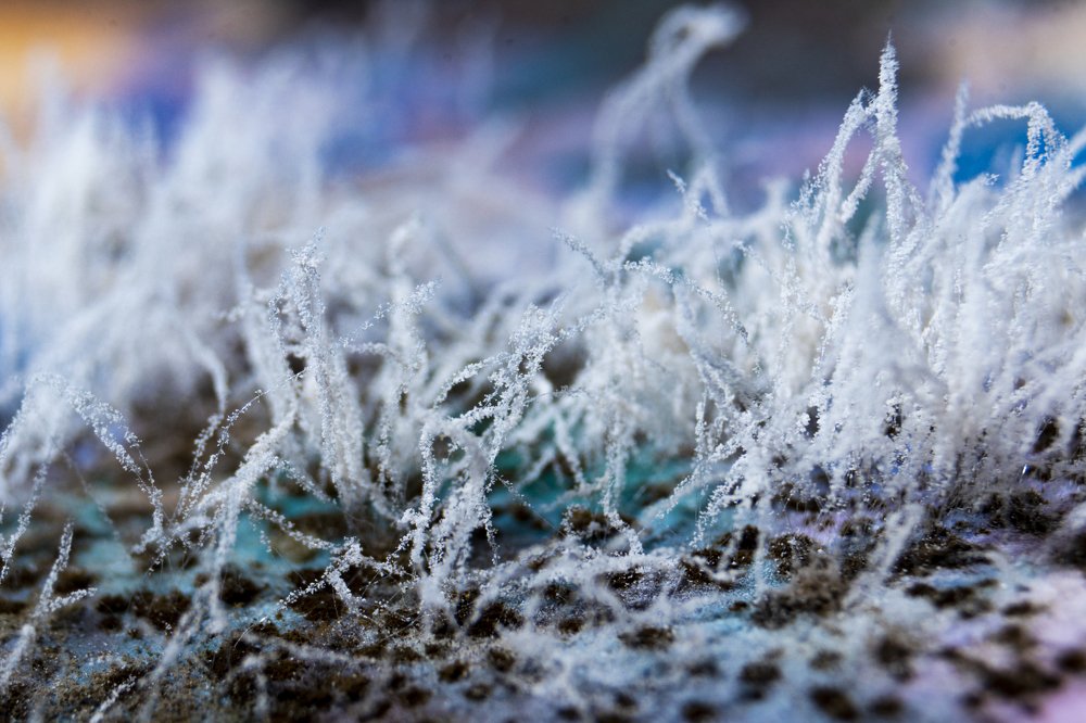 Макромир плесени.