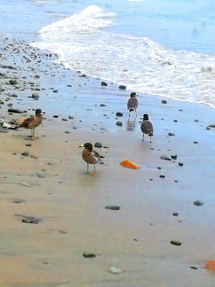 Birds in The Beach