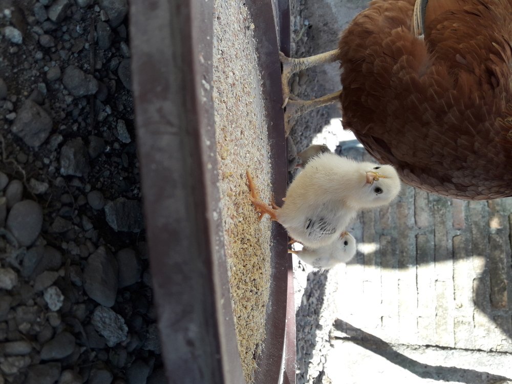 Photo #4600907