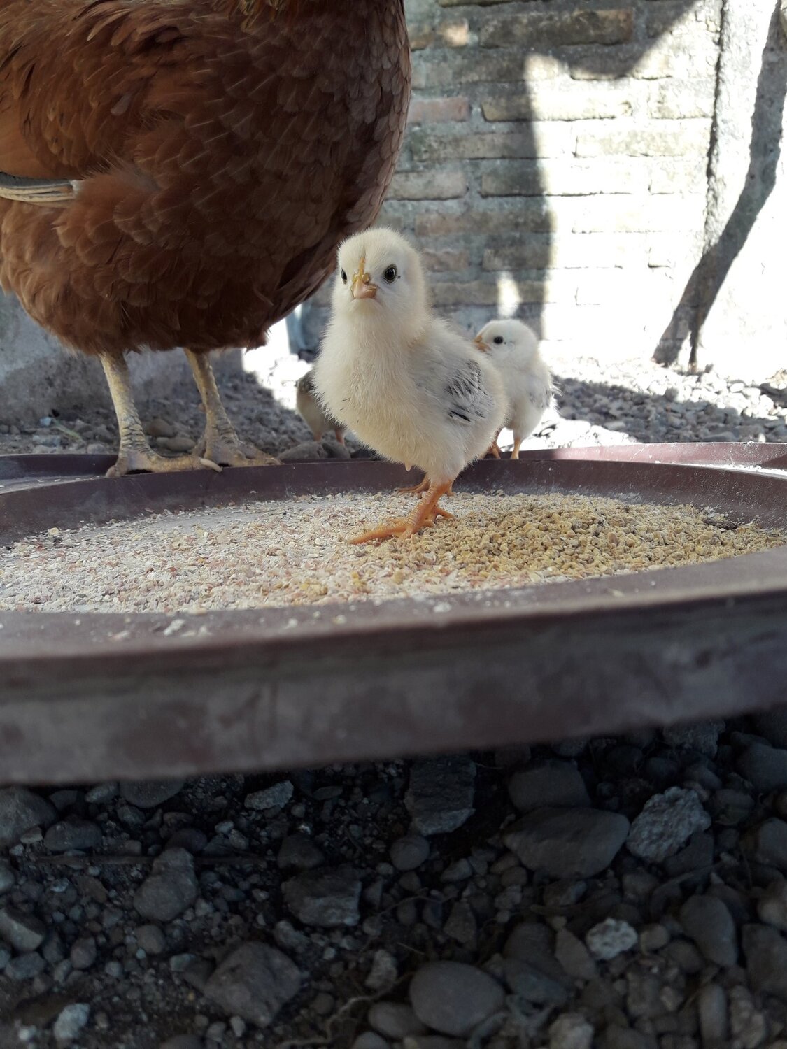 Photo #4600907