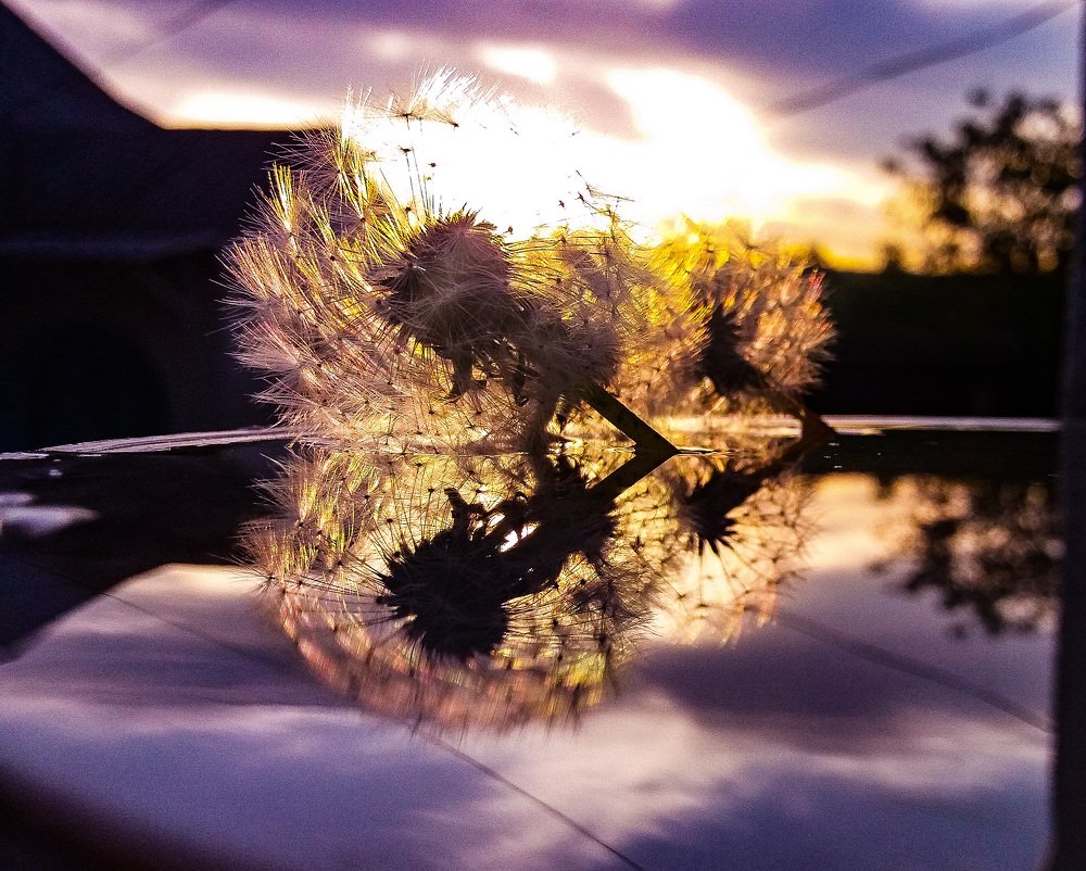 Photo #4600982
