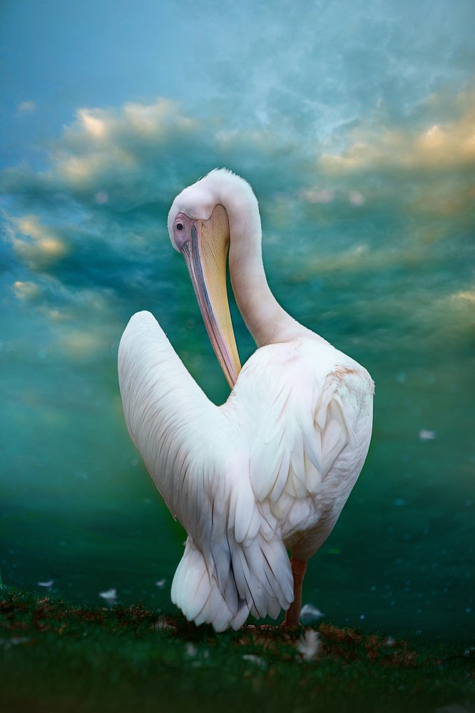 Photograph by David Lerer