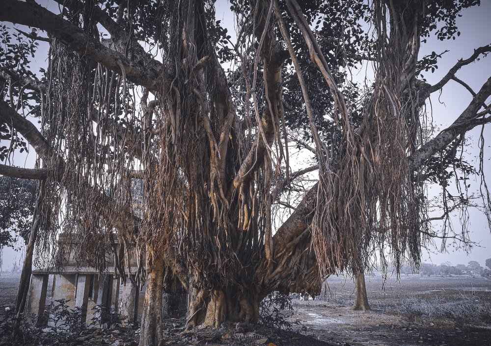 বার্ধক্য