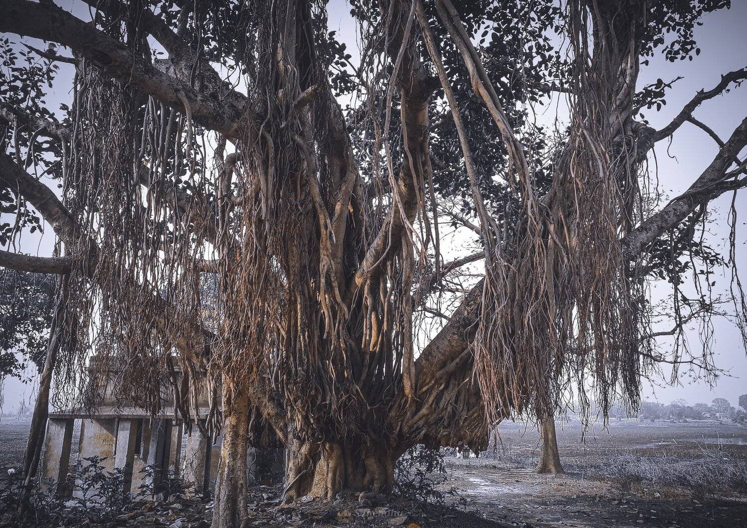 বার্ধক্য