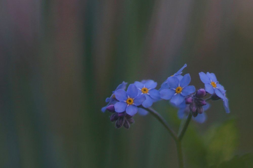 Photograph by Светлана Ульянова