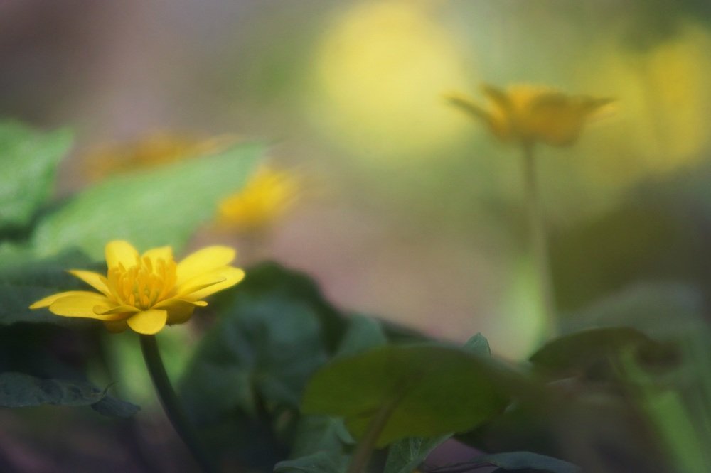 Photograph by Светлана Ульянова