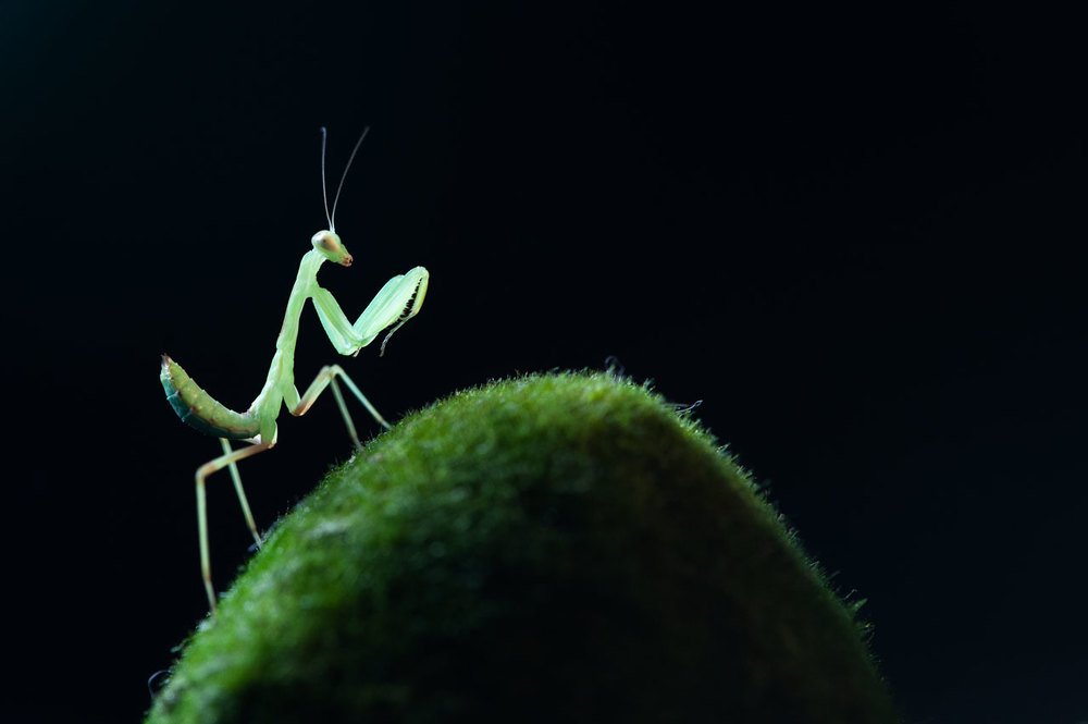 Photograph by Карина Воробьева