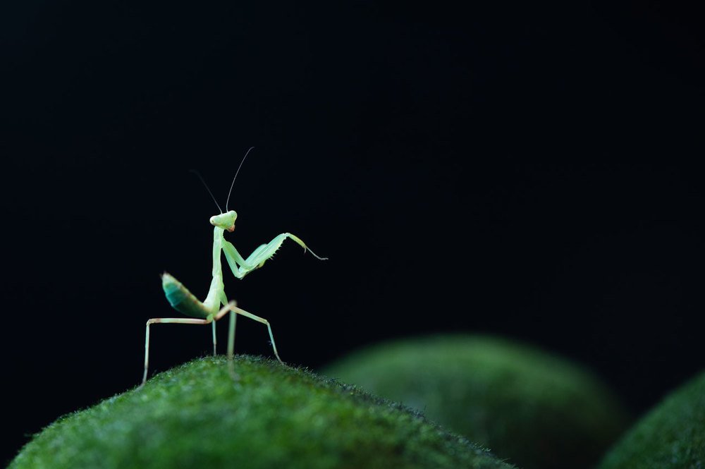 Photograph by Карина Воробьева