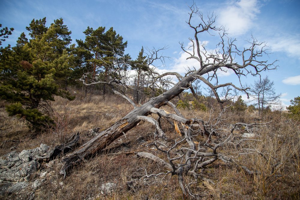 поваленная ветром сосна