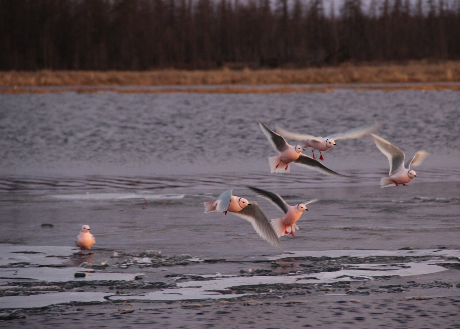 Photo #4602128