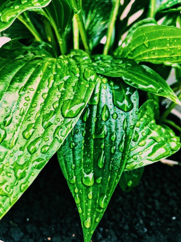 После дождя