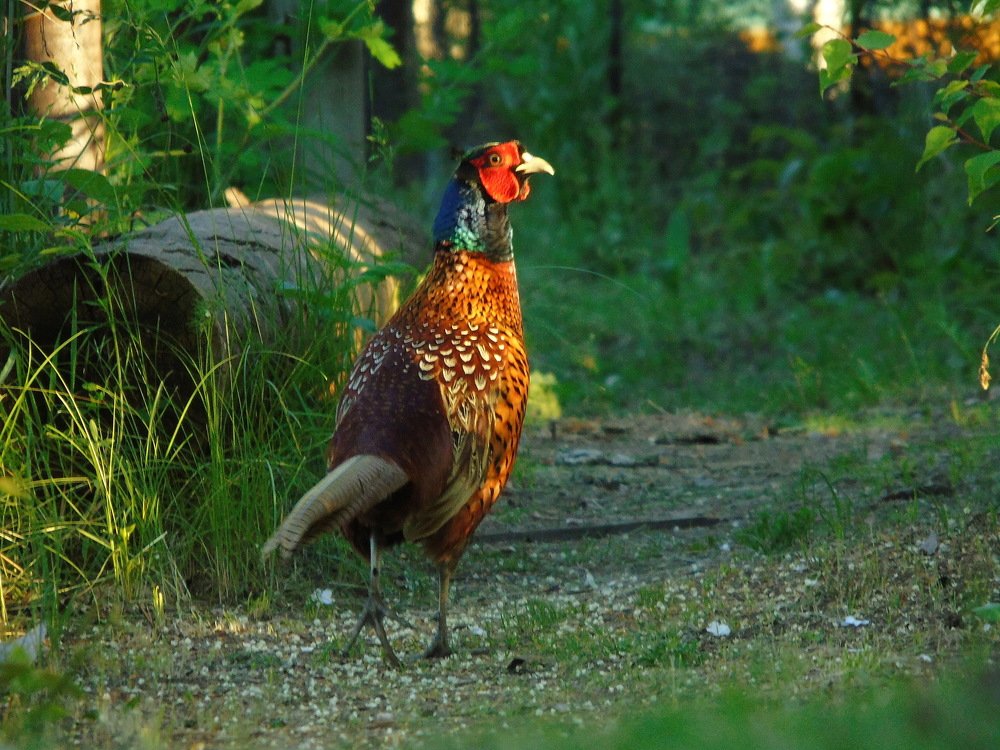 Photograph by Надежда Батракова