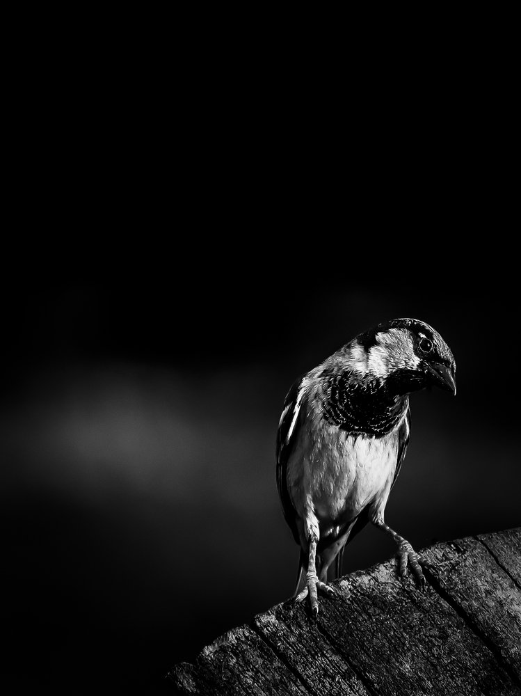 Photograph by Георгий Акопджанов