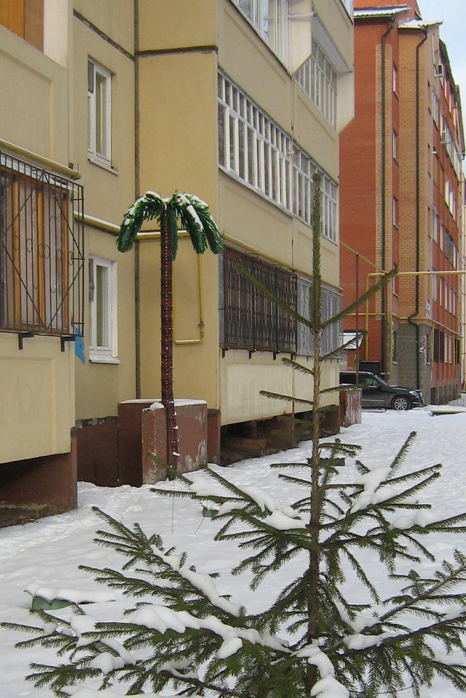 Зимняя пальма