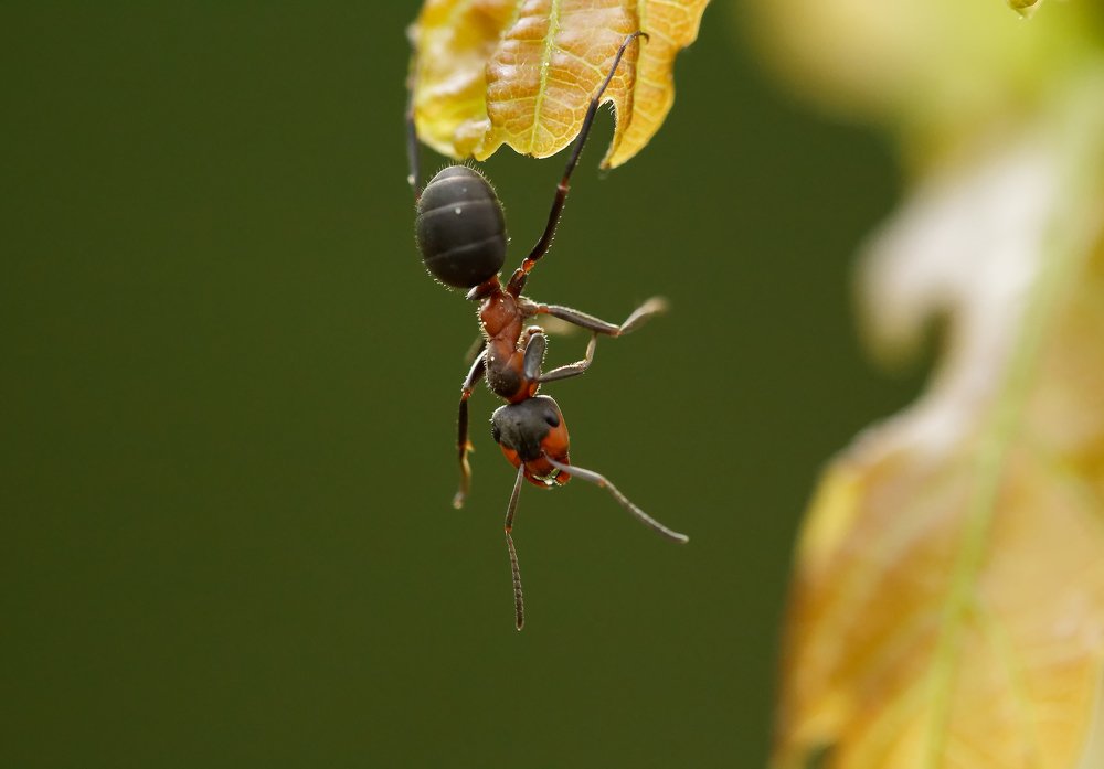 Photograph by Пётр Калачев