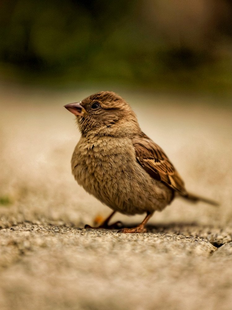 Photograph by Владимир Кульбит