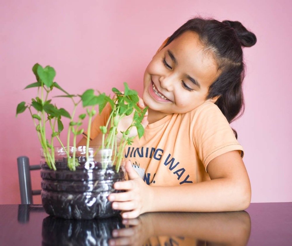 Выращивает фасоль