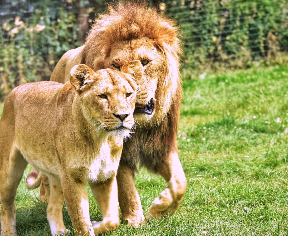 I love you my queen..