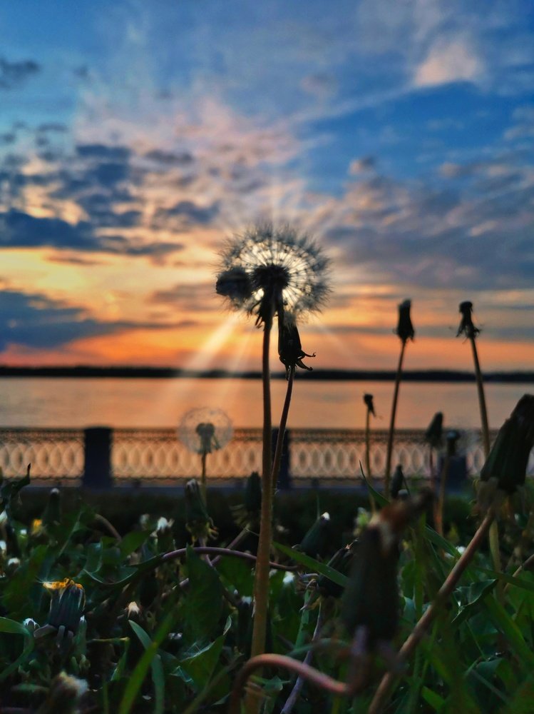 Одуванчиковый закат