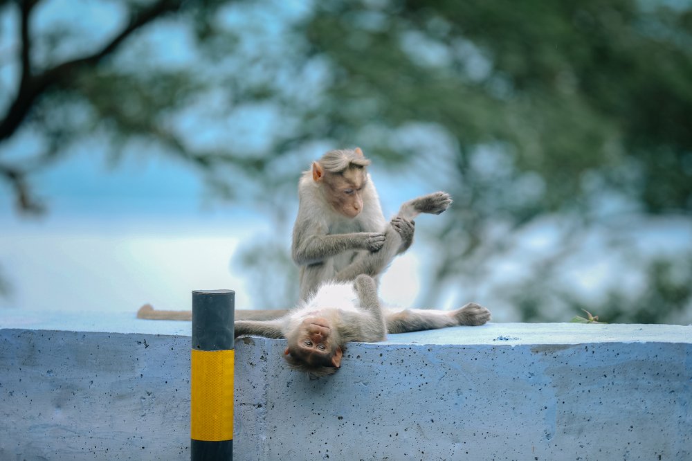 Photograph by Mahesh Magee